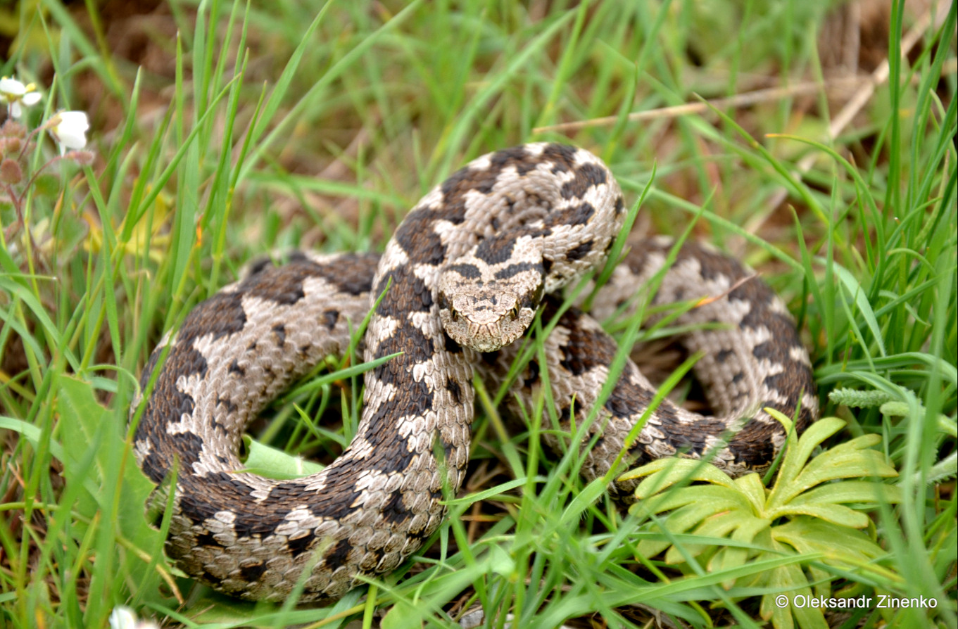 Vipera a. anatolica Antalya Province, Turkey O. Zinenko and A. Avci (2)